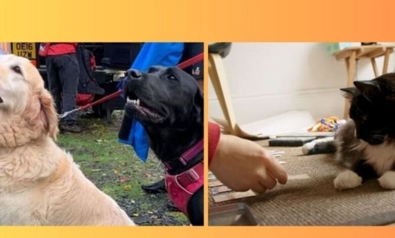 Incredible pet stories of 2024 Incredible pet stories of 2024